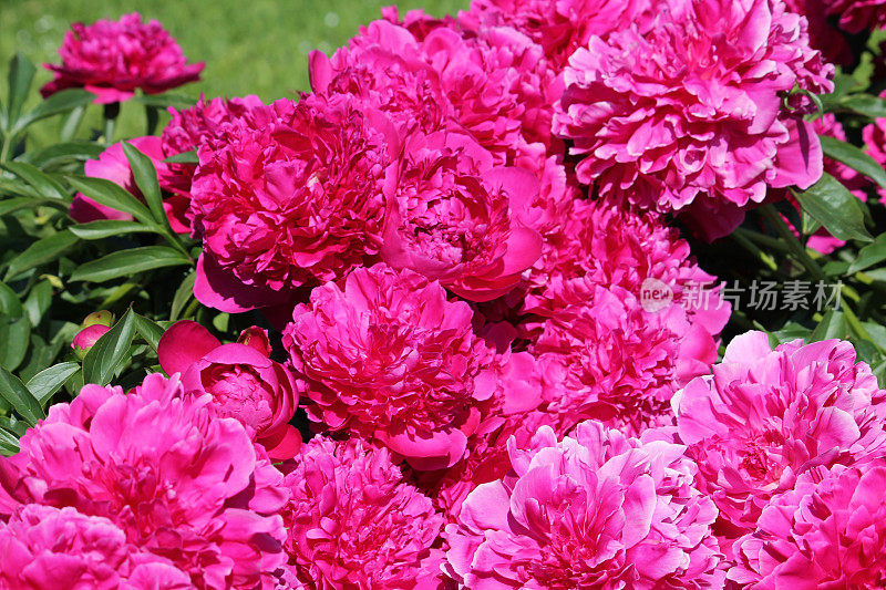 芍药的粉红色重瓣花(品种Tomas S. Ware)。花园里开花的牡丹